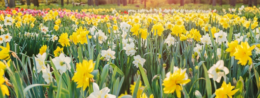 Field of yellow and white double daffodils